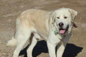 Gándalf, un mastin español perdido, que deambula desde hace días por la costa.