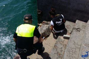 Un miembro de Equinac y de la policía portuaria junto al animal.
