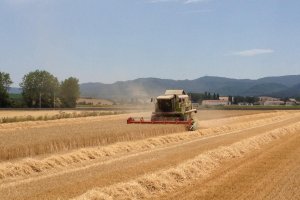 Los cereales están sufriendo la escasez de lluvias de este año