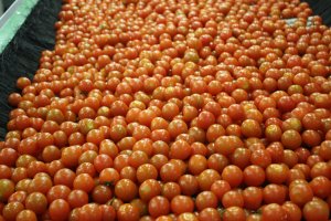 Tomate cherry en el proceso de lavado antes del envasado