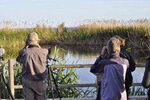 Turistas suizos observan en la Algaida aves que solo se pueden ver aquí.