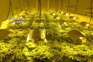 La plantación de marihuana descubierta en Huércal