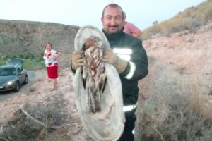 El águila, tras ser rescatada, en manos de uno de los bomberos.