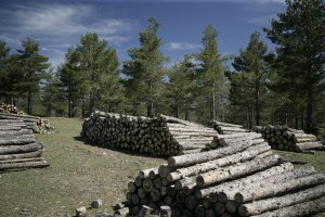 La tala permite mejorar los bosques y crea riqueza y empleo con la madera
