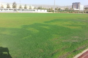 El campo comienza a tener color.