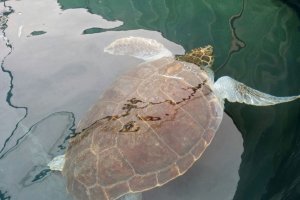 La tortuga en un estanque tras su llegada a Canarias.