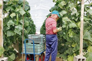 Un agricultor en un invernadero.