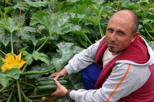El agricultor Pantaleón Mecía en un invernadero de calabacín en Las Norias.