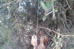 Así es como aparecieron los dos perros ahorcados. La fotografía fue tomada por Luis Rogelio Lozano.