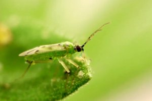 Nesidiocoris, el insecto más eficaz contra las plagas