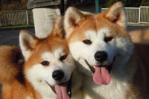 En la imagen, dos preciosos ejemplares de Akita Inu, una raza considerada potencialmente peligrosa.