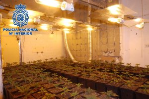 Plantación de marihuana desmantelada el pasado mes de febrero en una vivienda próxima a Los Almendros.