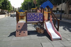 Imagen del animal abandonado bajo el columpio