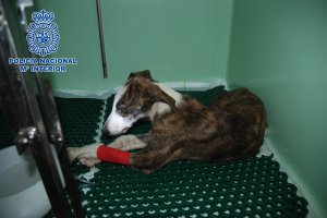 Imagen del galgo de tres meses en la clínica del veterinario que denunció los hechos. La foto ha sido difundida por la Policía Nacional.