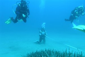 Praderas de Posidonia en fondos de Almería.