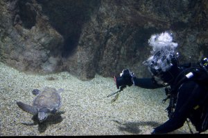 ‘Juan’,  aún mutilada, se recupera bien en el Aquarium.