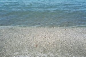 Pequeñas medusas que ya se pueden ver en la capital.