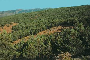 Pinares de repoblación en la Sierra de los Filabres