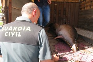Ejemplar intervenido por la Guardia Civil.