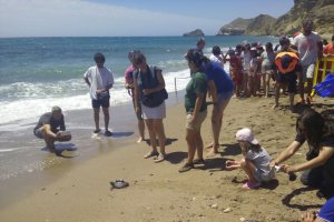 Liberación de los ejemplares de tortuga.