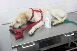 Leila, la perra que rescataron con un alambre incrustado en el cuello, en el veterinario, durante una cura.