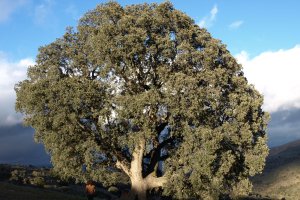 Una de las dos encinas milenarias de la sierra de Serón.