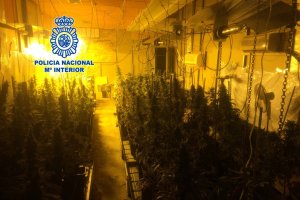 Plantación de marihuana desmantelada por la Policía Nacional.