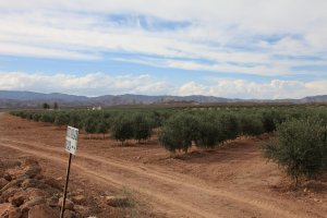 Vista parcial de una gran extensión de olivos cultivados en intensivo en la localidad almeriense de Tabernas.
