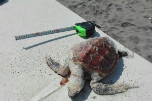 La tortuga, en el Paseo Marítimo de Almería.