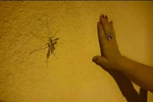 Una vecina de Huércal de Almería midiendo el tamaño del insecto en su vivienda.