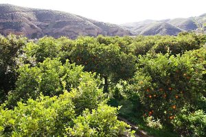 Campos de cítricos  en rendimiento en la zona de la Vega del Andarax, la principal comarca productora de la provincia.