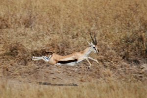 Una gacela Thompson, uno de los animales trasladados a Tabernas desde Valencia.