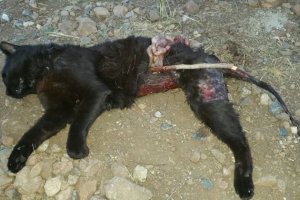 Estado en el que fue encontrado el animal.