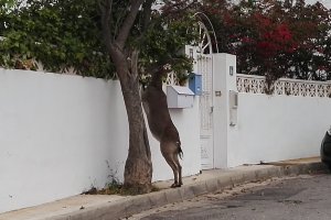 Una cabra montés comiendo del seto de un jardín