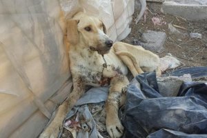 El animal presenta importantes heridas.