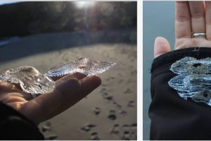 Ejemplares sobre la mano de María Teresa, quien ha facilitado a Serbal las fotos.