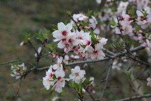 Flor de almendro.