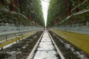 La producción hortícola almeriense coincide en estas fechas en los mercados con el género holandés.