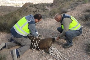Los agentes, intentando inmovilizar al animal.