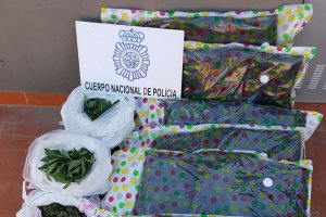 Cogollos de marihuana decomisados