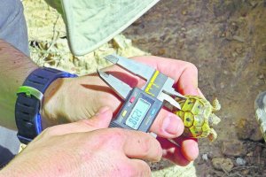 Ejemplar de tortuga mora de poca edad recogida hace unas semanas por miembros de Serbal.