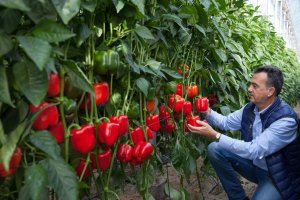 Un técnico examina una variedad de pimiento California rojo en un invernadero almeriense.
