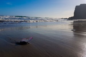 Un ejemplar de carabela portuguesa, hace unos días en la playa de Mónsul.