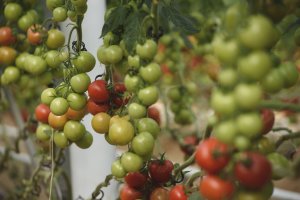 El tomate es la hortaliza más exportada en los primeros meses de 2018, pero su valor baja en comparación al año 2017.