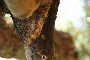 Síntoma de Xylella en un cultivo leñoso en España.
