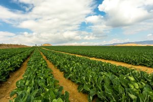 La empresa usa las últimas novedades tecnológicas y de maquinaria tanto en el campo como en la comercializadora.