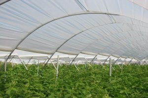 Bruselas defiende el uso de plásticos biodegradables