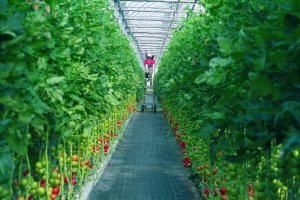 El proyecto Fertinnowa busca optimizar el uso de agua y fertilizantes en la agricultura.