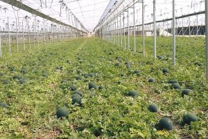 Un invernadero de Almería plantado con sandía.