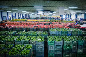 Almacén de una alhóndiga almeriense repleto de frutas y hortalizas.